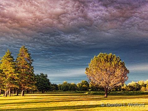 Trees Under Heavy Sunset Sky_01316.jpg - Photographed near Smiths Falls, Ontario, Canada.